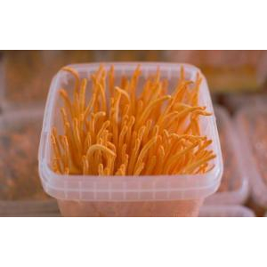 Đông trùng hạ thảo là gì?