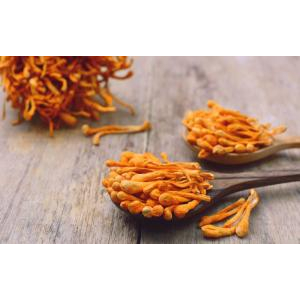 Tại sao phải sấy khô đông trùng hạ thảo?