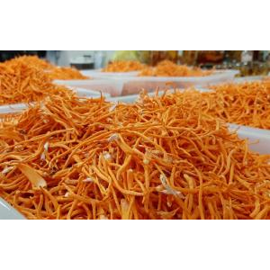 Công dụng của trà gói đông trùng hạ thảo