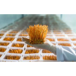 Đông trùng hạ thảo là gì?