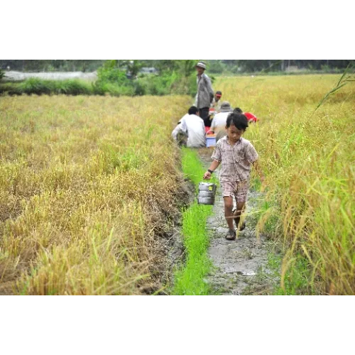 Ký ức tuổi thơ nơi bờ ruộng