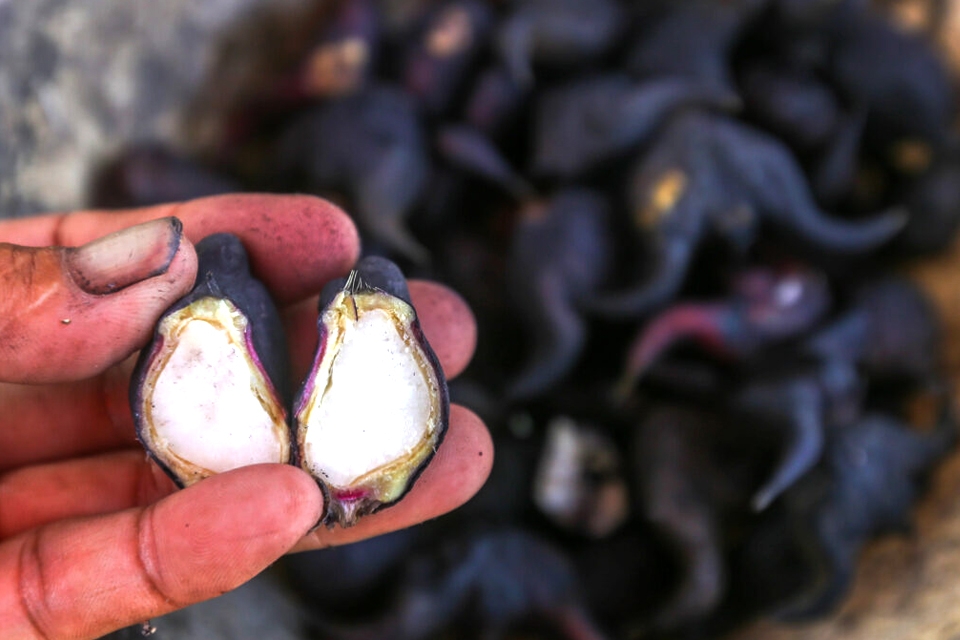 "Mủ Ấu Ăn Tay" Nỗi Ám Ảnh Màu Đen