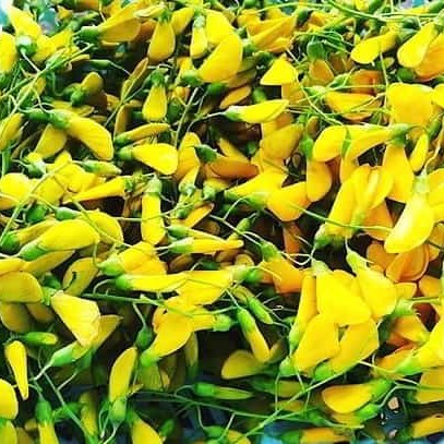 Bông Điên Điển: Sắc Vàng Hoài Niệm và Ký Ức Bếp Miền Tây Xưa