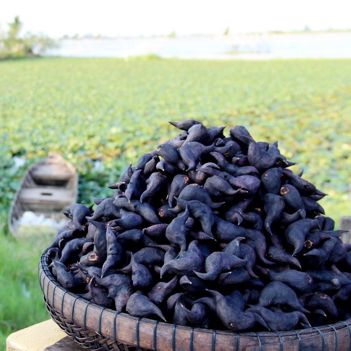 Củ Ấu Lai Vung: "Sừng Trâu" Đen Nhẻm Gói Trọn Ký Ức Một Thời Thương Nhớ