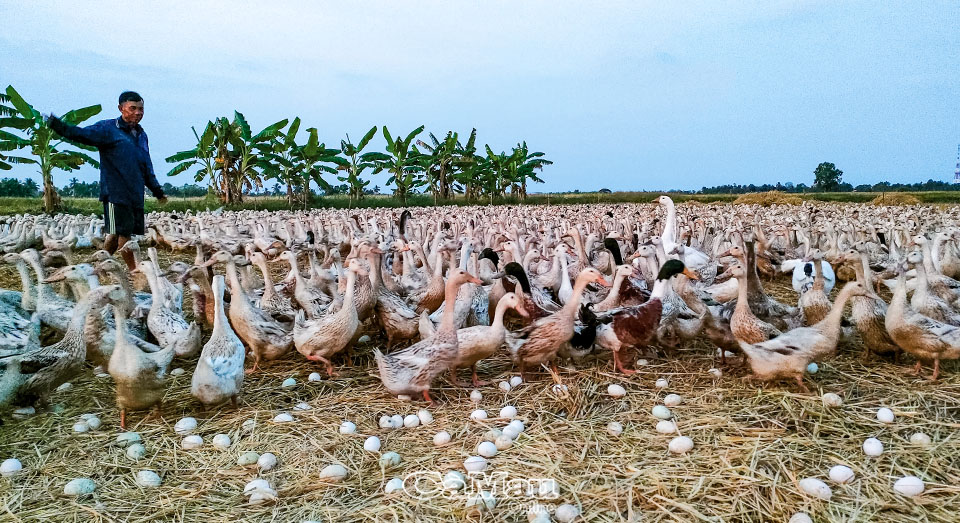 Tinh Túy Từ Đất - Món Quà Của Đồng Ruộng Hào Sảng