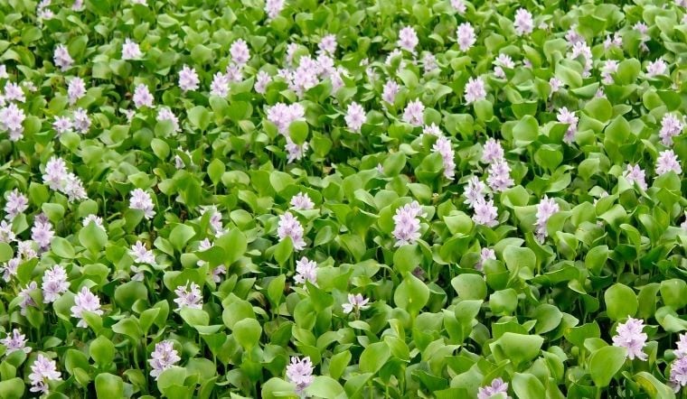 Món ngon từ ký ức