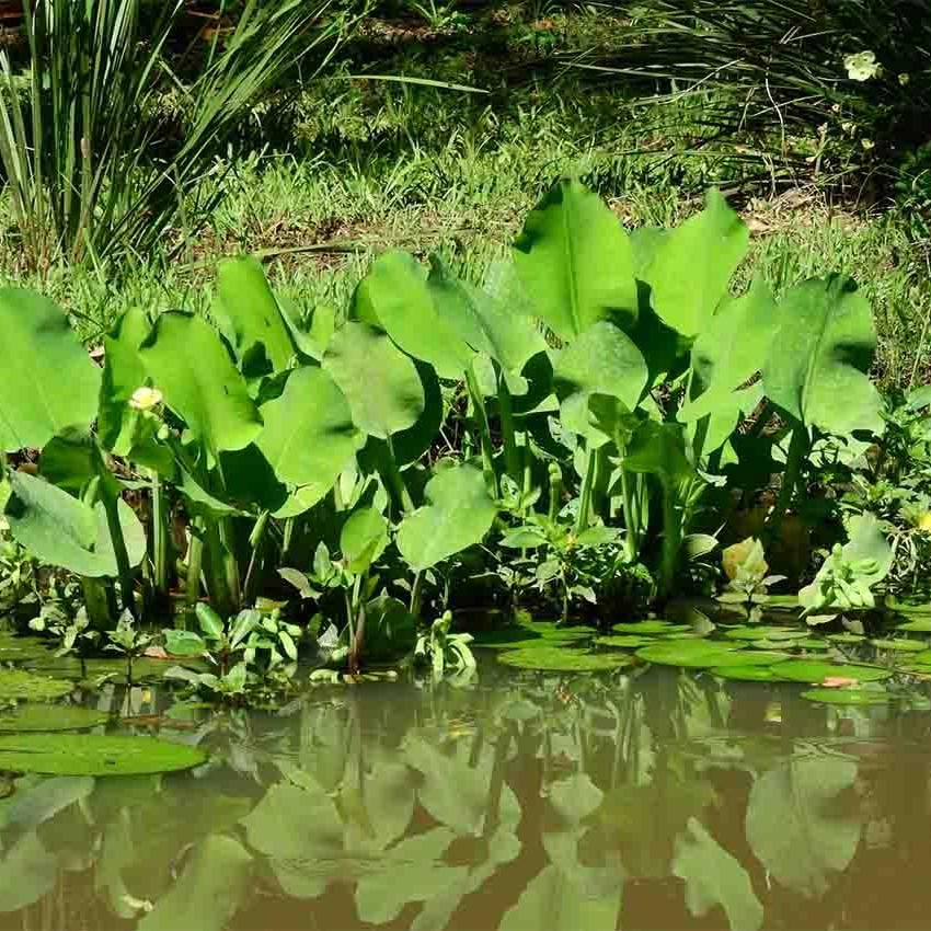 Cù Nèo (Kèo Nèo,Tai Tượng): Vị Đắng Đót Ngọt Hậu Và Nỗi Nhớ Trong Gian Bếp Miền Tây Xưa