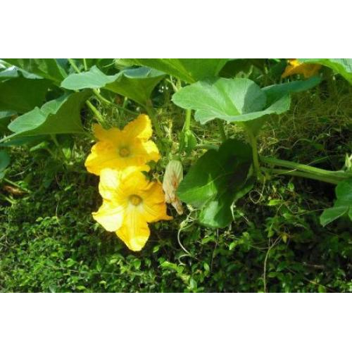 Tuyển Chọn Nguyên Liệu - Sự Tinh Tế Từ Thiên Nhiên