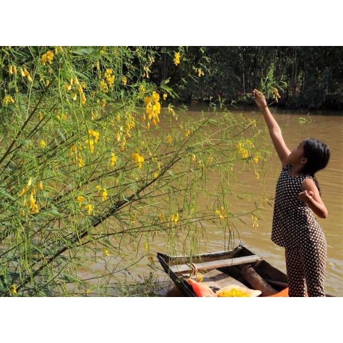 Sắc vàng Điên Điển - “Mai Vàng” của mùa nước nổi